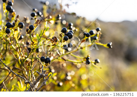 Black berries shaded by sunlight amid withered foliage, Sunkissed wild black berries cling to branches among withered autumn leaves 136225751