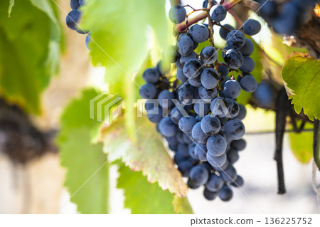 Fresh blue grapes basking in sunshine, Abundant blue grapes hanging on vine illuminated by morning sunlight and dewy freshness Fresh blue grapes basking in sunshine, Abundant blue grapes hanging on vine illuminated by morning sunlight and dewy freshness 136225752