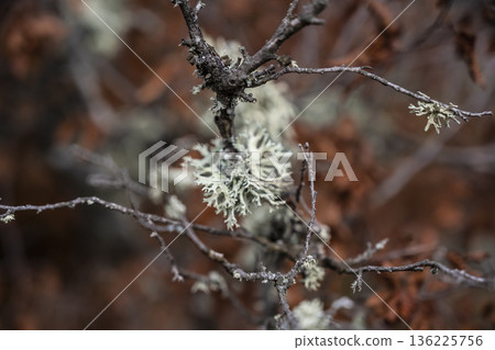 Pale lichen clinging to weathered twig, muted brown background, intricate growth patterns, mossy texture and quiet woodland scene Pale lichen clinging to weathered twig, muted brown background, intricate growth patterns, mossy texture and quiet woodland scene 136225756