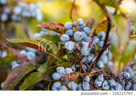 Vivid depiction of fall harvest with aged leaves and fruit, Rusty hued foliage surrounds plump fruit and textured skins in autumn landscape Vivid depiction of fall harvest with aged leaves and fruit, Rusty hued foliage surrounds plump fruit and textured skins in autumn landscape 136225761