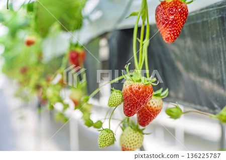 Red ripe strawberries - Strawberry picking in a greenhouse Red ripe strawberries - Strawberry picking in a greenhouse 136225787