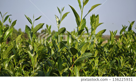 Green tea leaves in the tea plantations in northern Thailand. Green tea leaves in the tea plantations in northern Thailand. 136225931