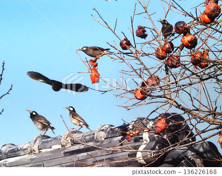 藍天下，椋鳥圍繞著成熟的柿子飛舞（弘法大師堂的柿子樹和椋鳥） 136226168