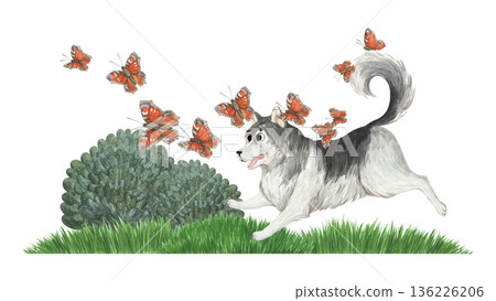 A cheerful husky runs through a summer meadow, playing with butterflies 136226206