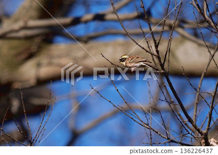 Miyama Hojiro stopping in a tree 136226437