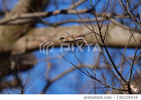 A mountain bunting takes off from a tree A mountain bunting takes off from a tree 136226438