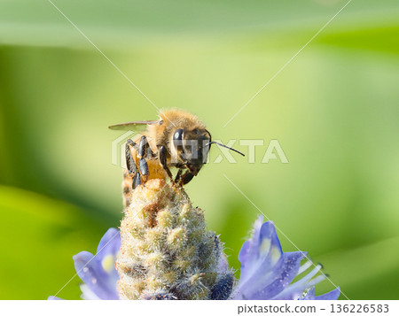 蜜蜂吮花蜜 136226583