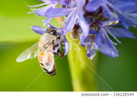 Honey bees stuck in flowers Honey bees stuck in flowers 136226584