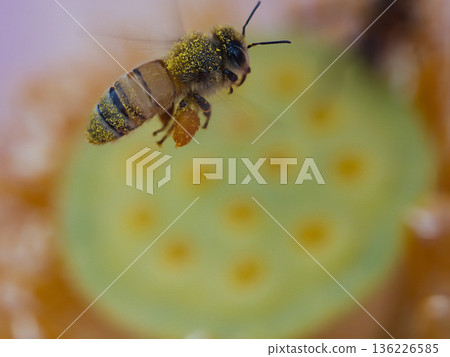 Honeybees sucking flower nectar 136226585