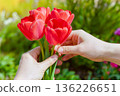 Woman hands holding red tulips in garden on sunny day 136226651