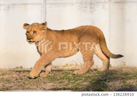 Walking Lion Cub Walking Lion Cub 136226910