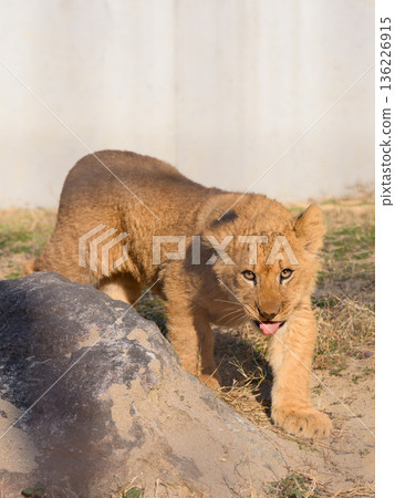 The gaze of a walking lion cub The gaze of a walking lion cub 136226915