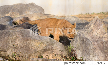 Lion cub hiding in the rocks Lion cub hiding in the rocks 136226917