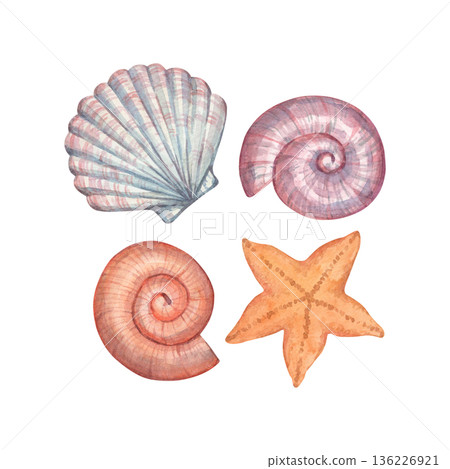 A watercolor illustration of seashells, executed in a delicate color palette A watercolor illustration of seashells, executed in a delicate color palette 136226921