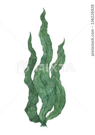 A watercolor illustration of underwater seaweed A watercolor illustration of underwater seaweed 136226926