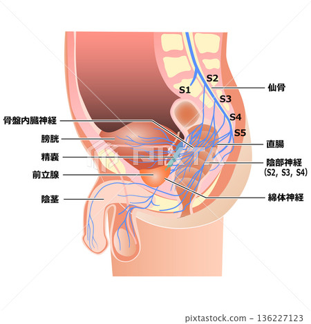 骨盆腔神經通路 136227123