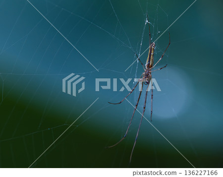 蜘蛛網蜘蛛 蜘蛛網蜘蛛 136227166