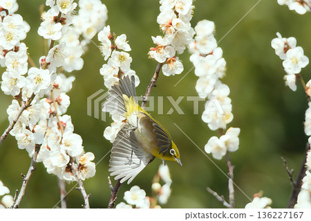 白眼吸白梅花蜜 136227167