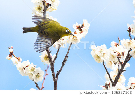 白眼吸梅花蜜 白眼吸梅花蜜 136227168