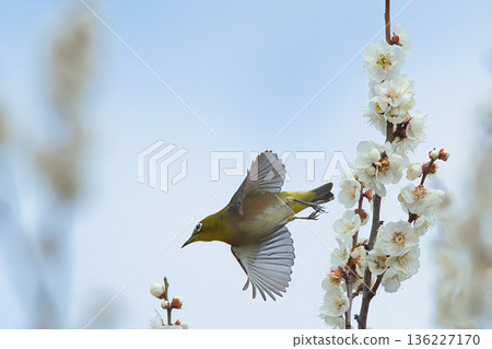 一隻日本繡眼蠅正在尋找梅花蜜 一隻日本繡眼蠅正在尋找梅花蜜 136227170