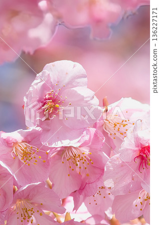 河津櫻花宣布春天的到來 136227171