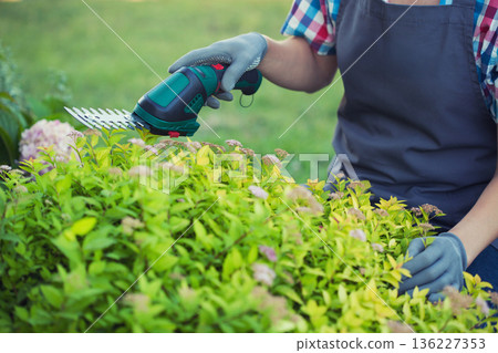 gardener trimming bush with electric shears in garden 136227353