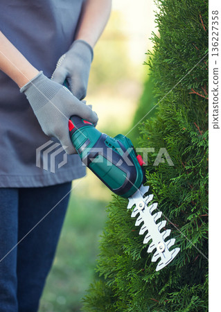 hand trimming bush with electric shears in garden 136227358
