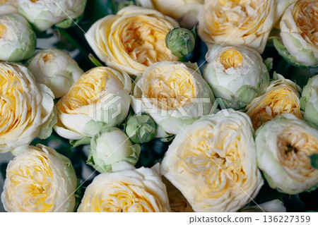 Beautiful yellow pion-shaped rose. Bouquet Shrub roses. Illuminating yellow. 136227359