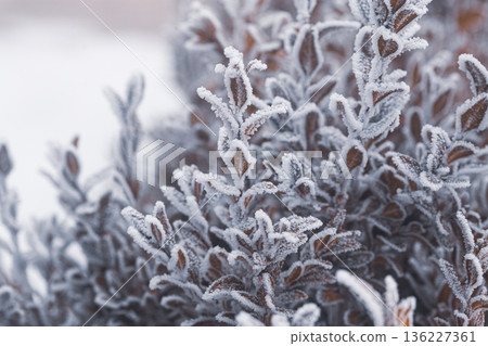 Natural winter background. Iced morning winter leaf. Frozen plant leaves, close-up, filled with tiny ice crystals on their edges. leaves covered by snow and ice. fresh day 136227361