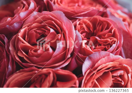 Beautiful coral pion-shaped rose. Bouquet Shrub roses. Illuminating yellow. 136227365