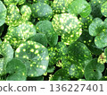 Variegated Japanese butterbur leaves, green background image 136227401