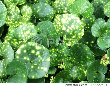 Variegated Japanese butterbur leaves, green background image 136227401