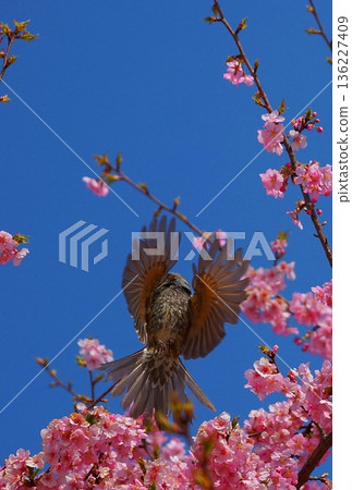 櫻花盛開,一隻棕耳鵯張開雙翼,在枝頭間飛翔。 櫻花盛開,一隻棕耳鵯張開雙翼,在枝頭間飛翔。 136227409