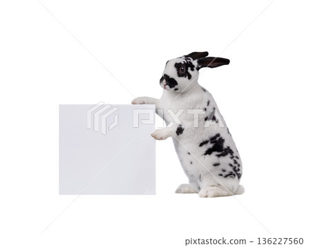 rabbit holds in paws banner for writing your text isolated on white background 136227560
