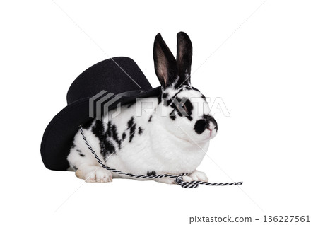 rabbit sitting under hat isolated on white background 136227561