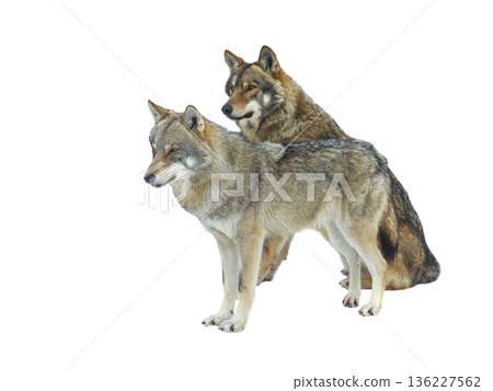 she-wolf and wolf isolated on white background 136227562