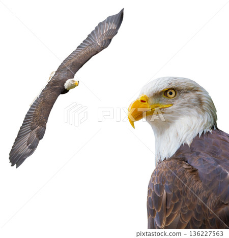 american eagle isolated on white background 136227563