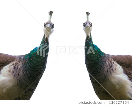 peacock portrait isolated on white background peacock portrait isolated on white background 136227564