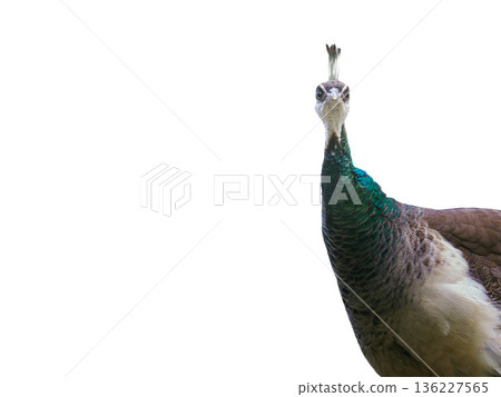 peacock portrait isolated on white background peacock portrait isolated on white background 136227565