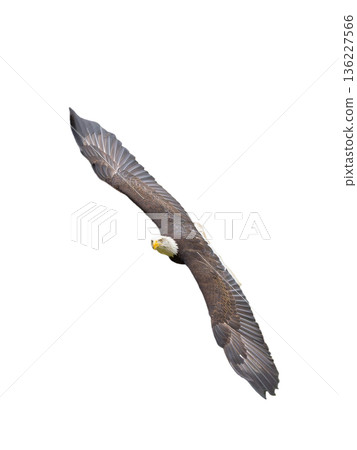 flying american eagle isolated on white background flying american eagle isolated on white background 136227566