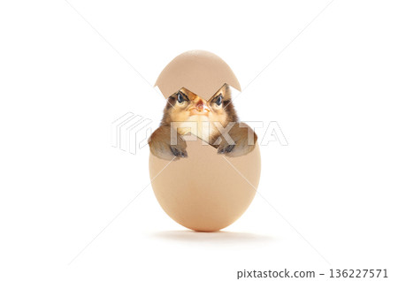 chick peeking out of egg isolated on white background chick peeking out of egg isolated on white background 136227571
