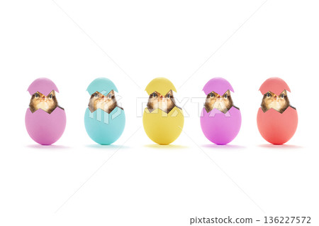 chick peeking out of egg isolated on white background 136227572