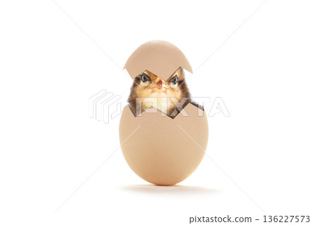 chick peeking out of egg isolated on white background chick peeking out of egg isolated on white background 136227573