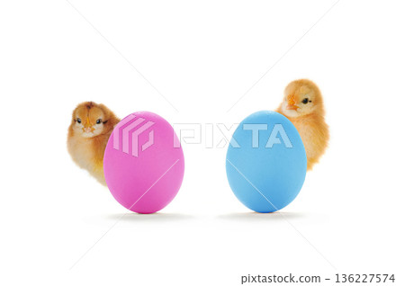 chick peeking out from behind easter egg isolated on white background chick peeking out from behind easter egg isolated on white background 136227574