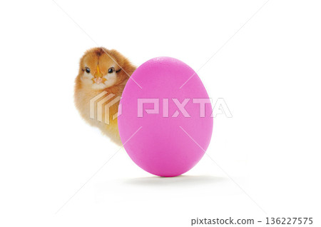 chick peeking out from behind easter egg isolated on white background chick peeking out from behind easter egg isolated on white background 136227575