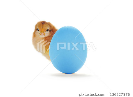 chick peeking out from behind easter egg isolated on white background chick peeking out from behind easter egg isolated on white background 136227576
