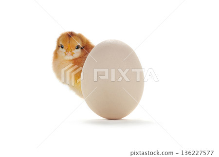 chick peeking out from behind easter egg isolated on white background chick peeking out from behind easter egg isolated on white background 136227577