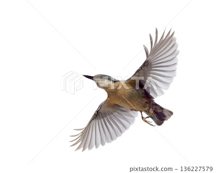 Nuthatch in flight isolated on white background 136227579
