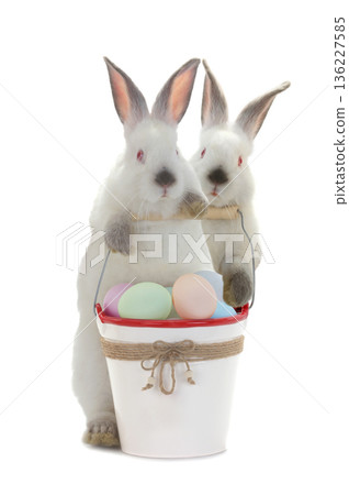 Easter bunnies isolated on white background 136227585