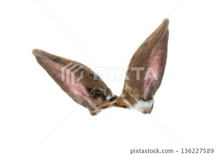 brown rabbit ears isolated on white background brown rabbit ears isolated on white background 136227589